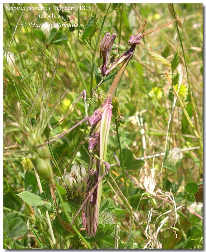 Empusa pennata